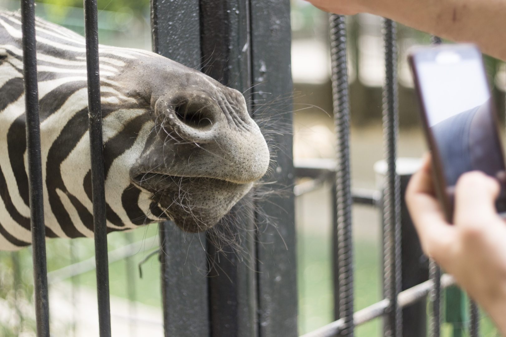 zoo-g9bc2ffafc_1920